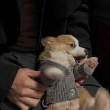 Nguyễn Thảo Nguyên